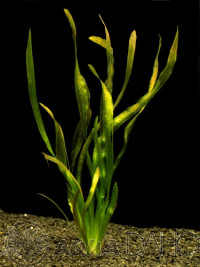 Vallisneria tiger new